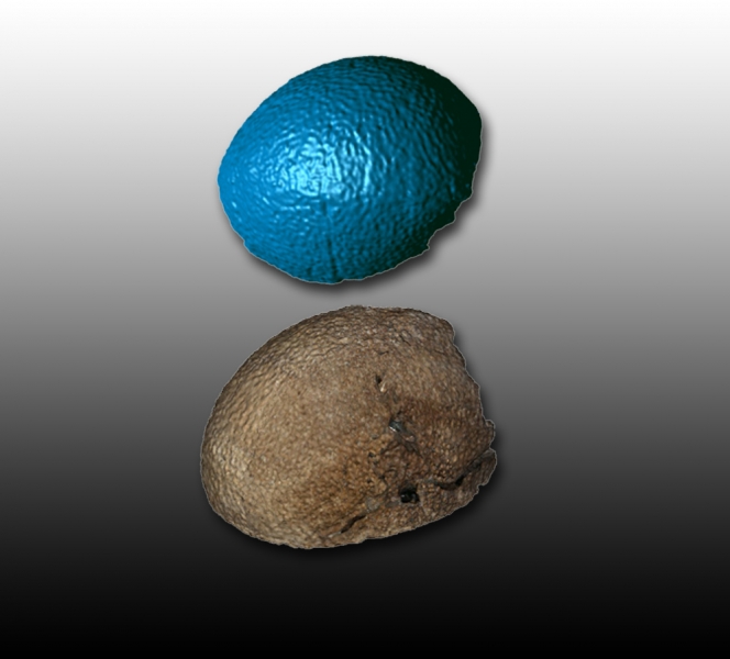 63 million year old Dinosaur egg - raw 3D scan data and texture mapping