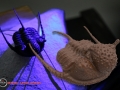 3D scan of a Trilobite less than a 1/2" wide.  Notice the incredible resolution.