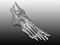 thumbs foot Scan 1 copy Medical