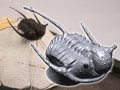 3D scan of a trilobite